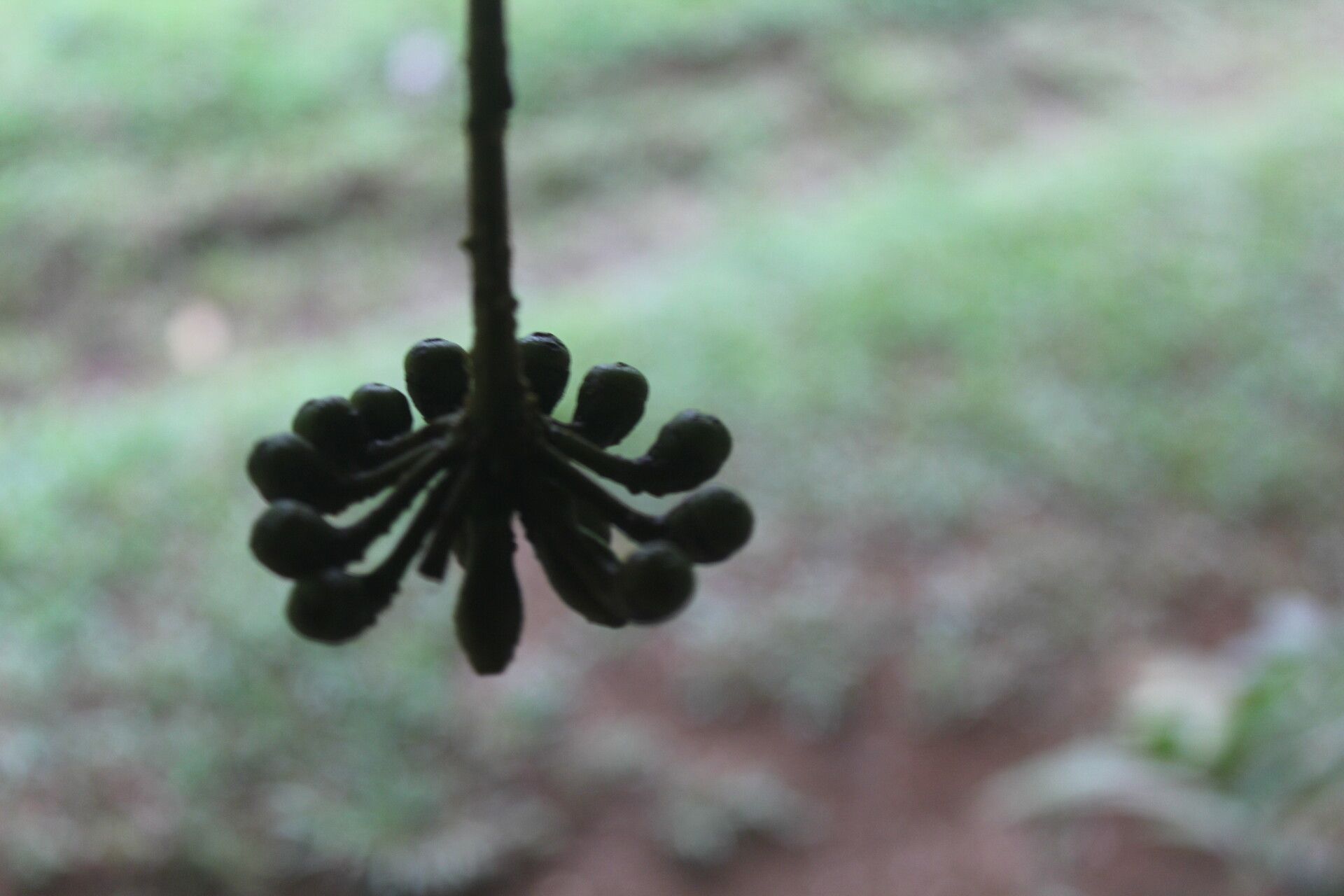 Marcgravia nervosa fruit