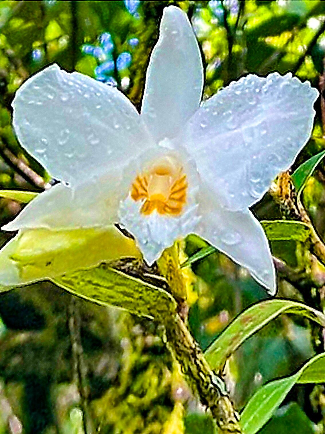 Dendrobium infundibulum — houseplant care guide