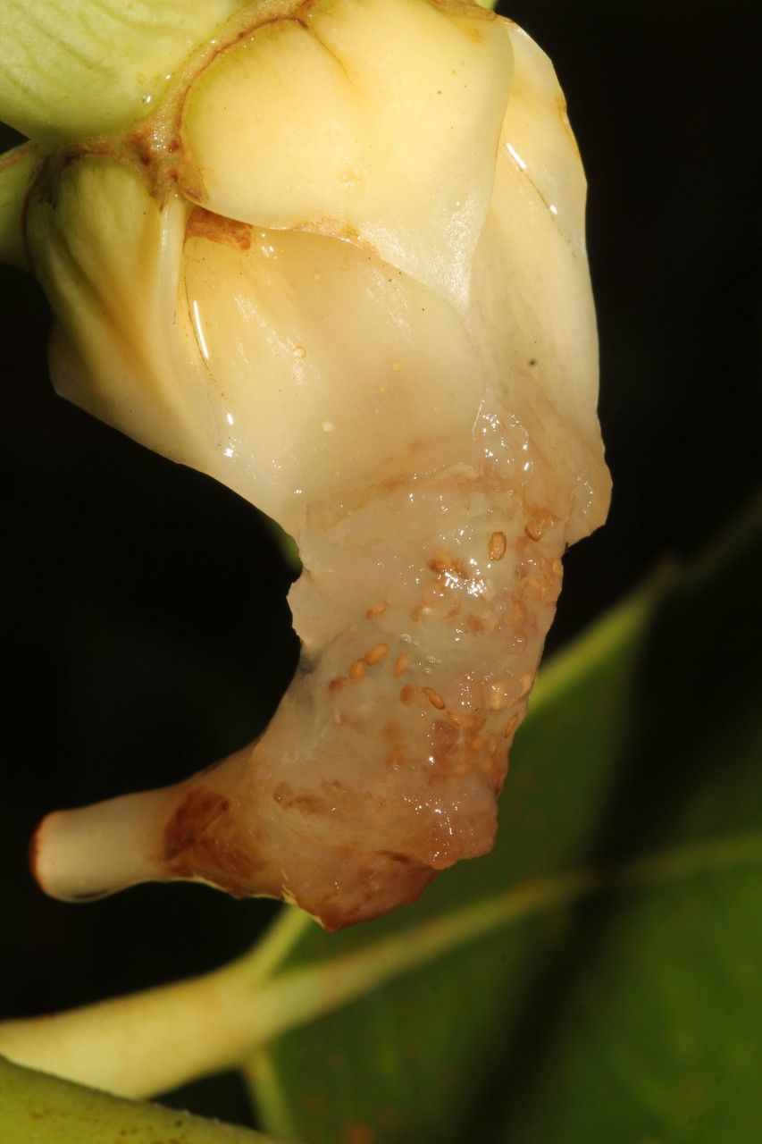 Roussea simplex fruit