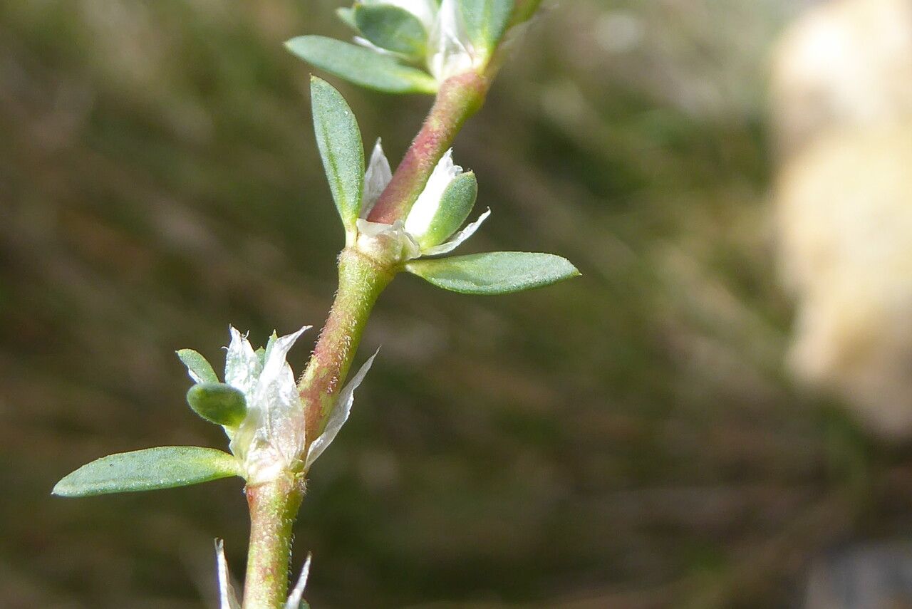 Paronychia capitata leaf