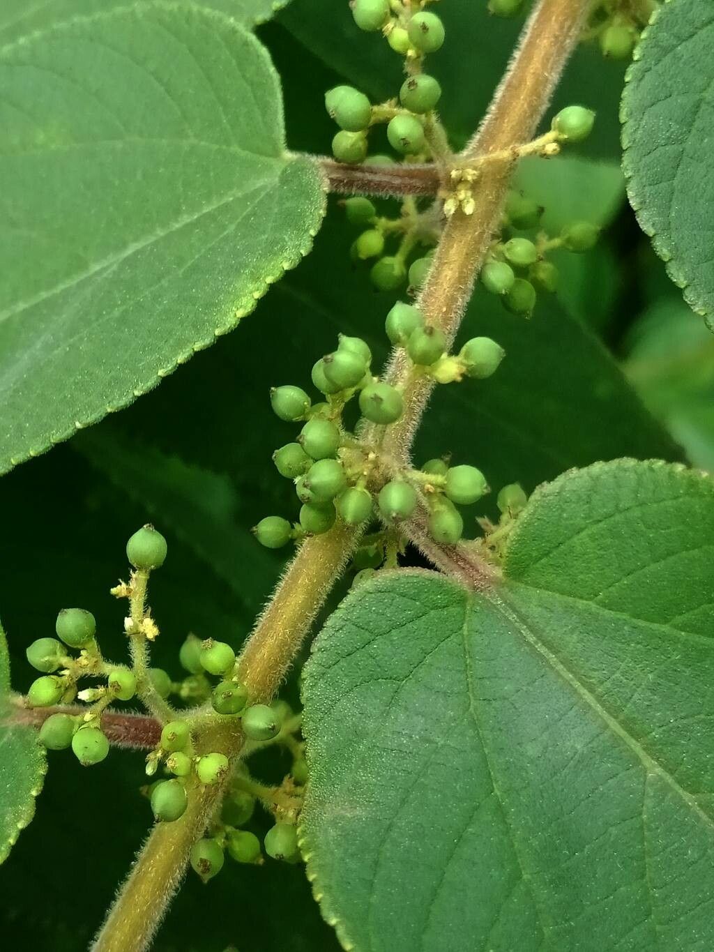 Trema orientalis fruit