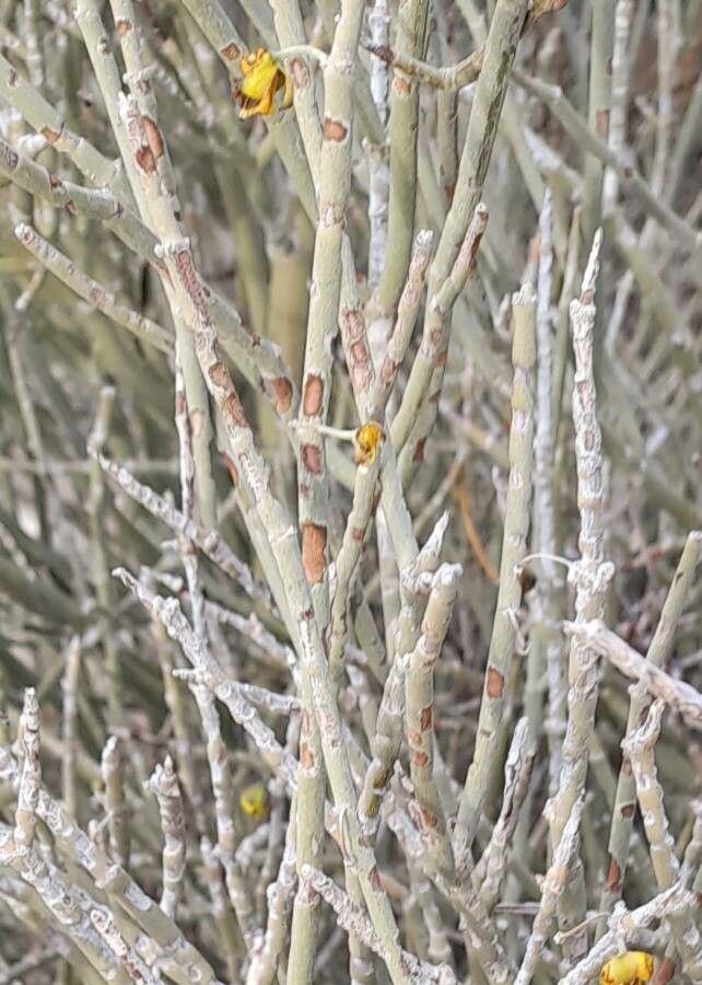 Bulnesia retamo bark