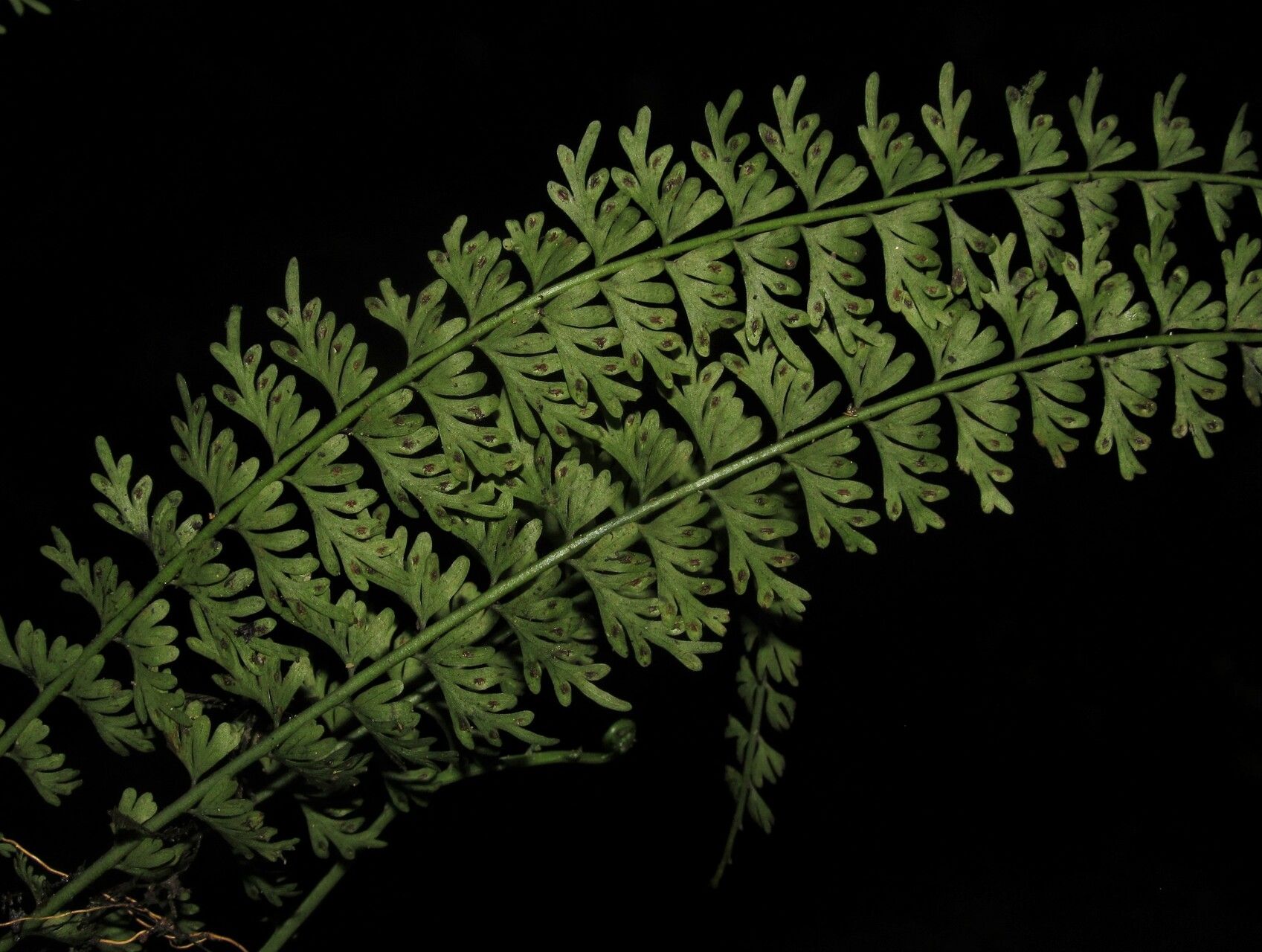 Asplenium dregeanum — houseplant care guide