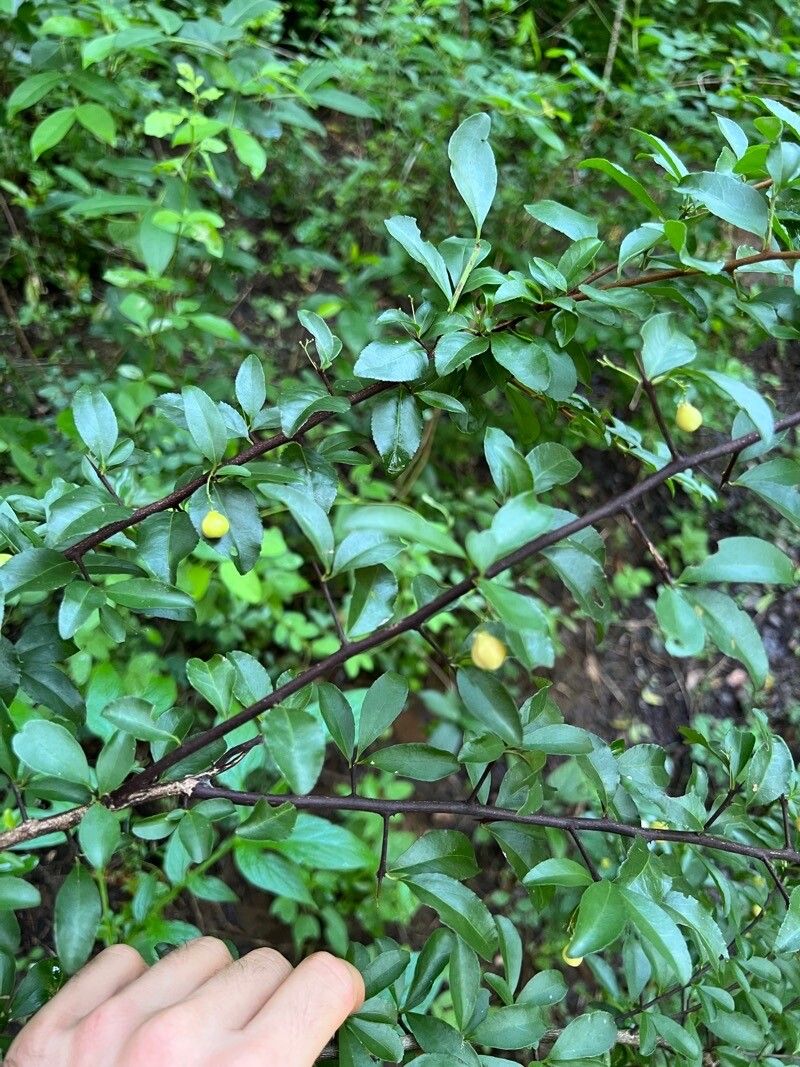 Gymnosporia mossambicensis — houseplant care guide