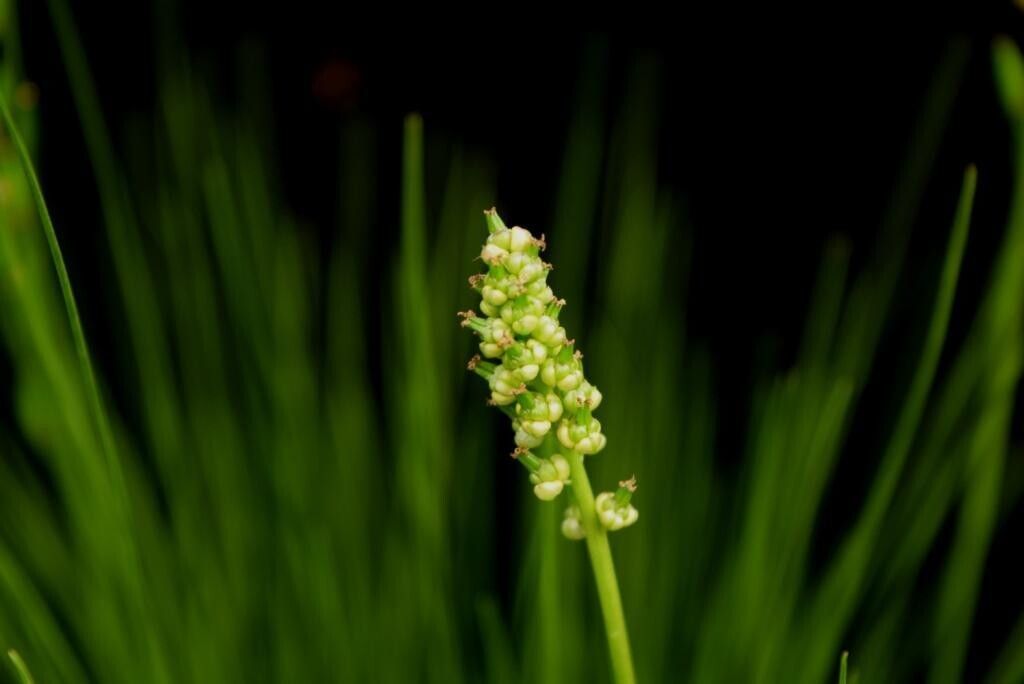 Triglochin milnei flower