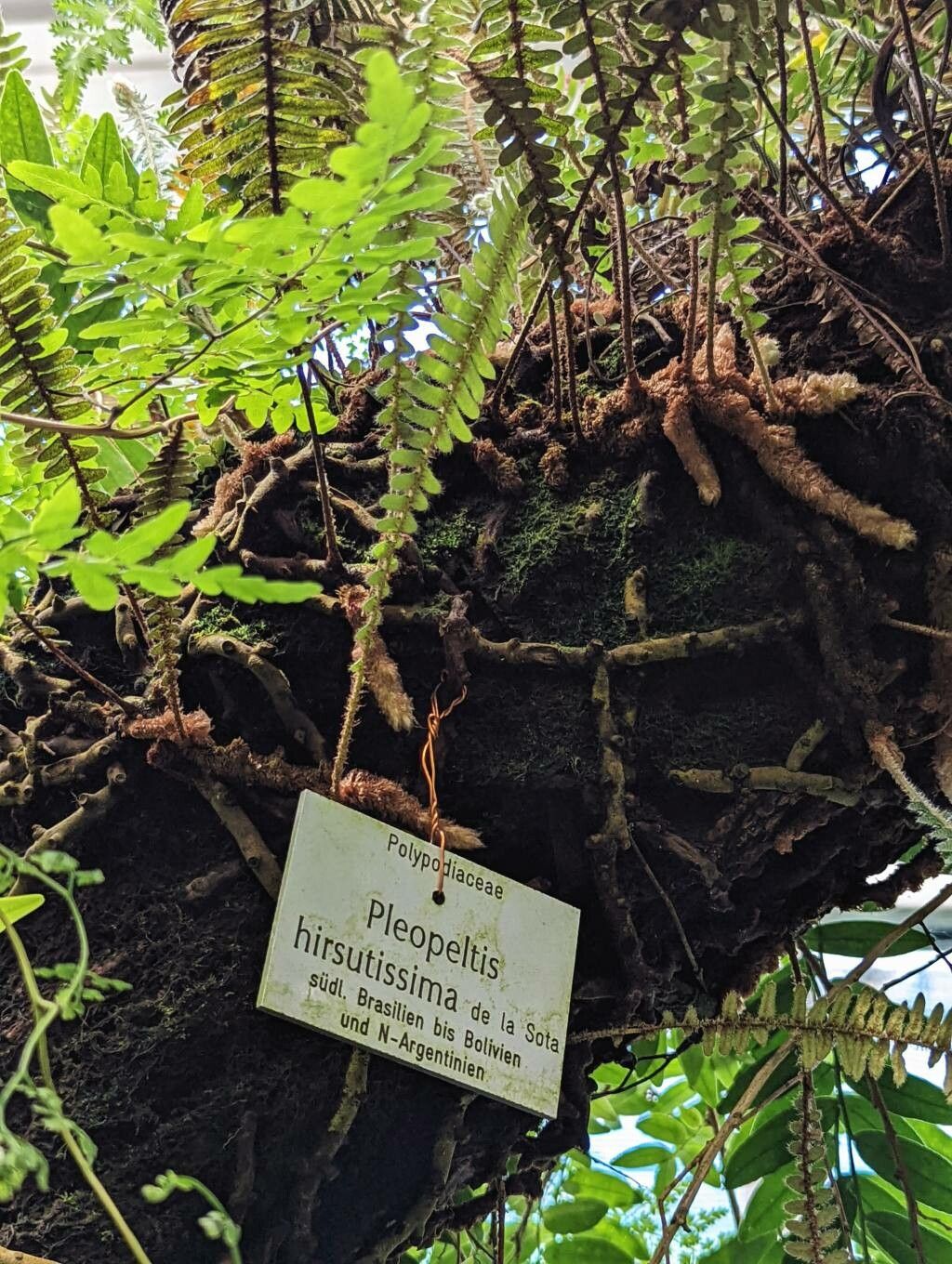 Pleopeltis hirsutissima bark