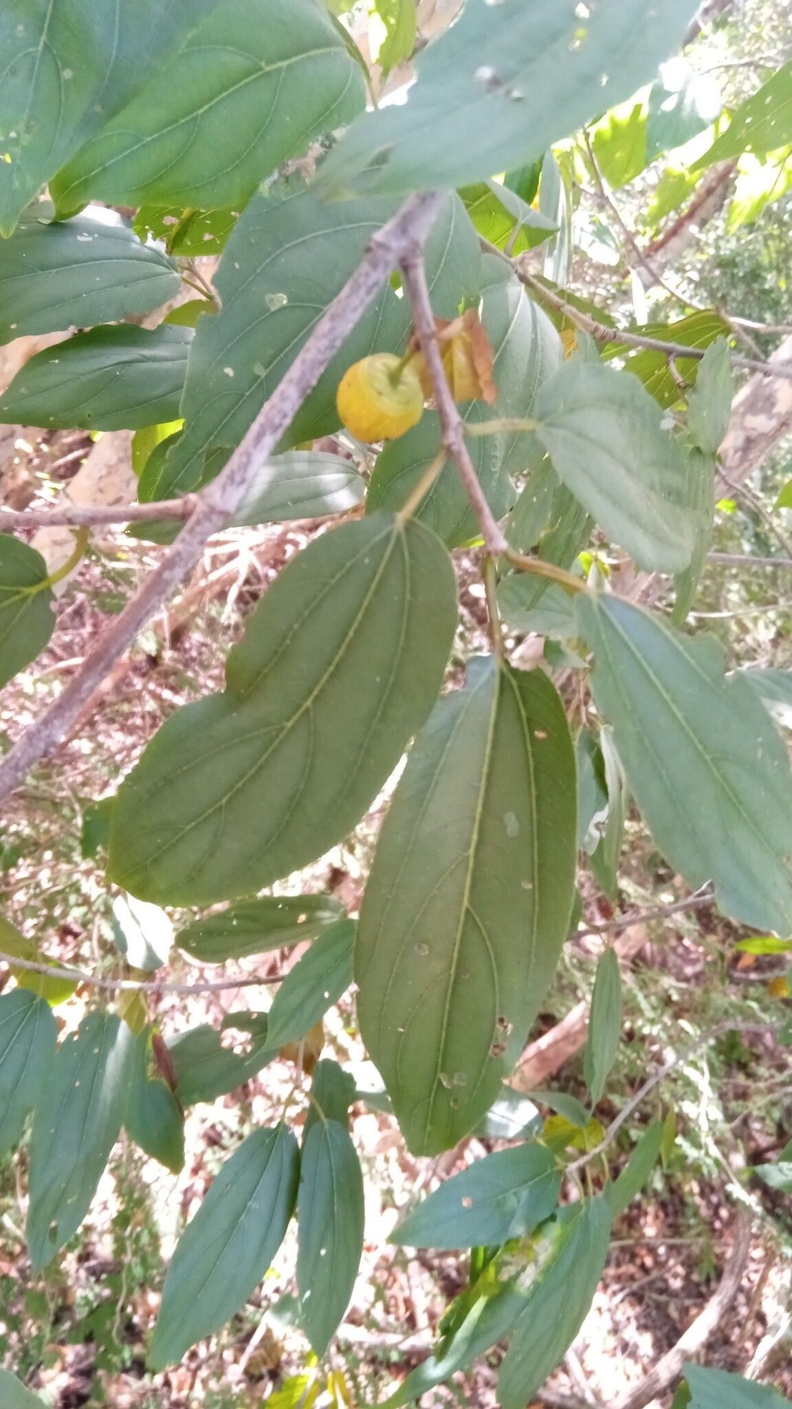 Colubrina decipiens leaf