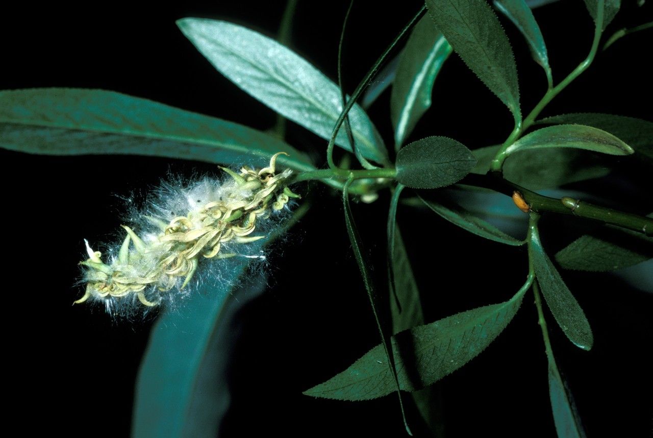 Salix lasiandra flower