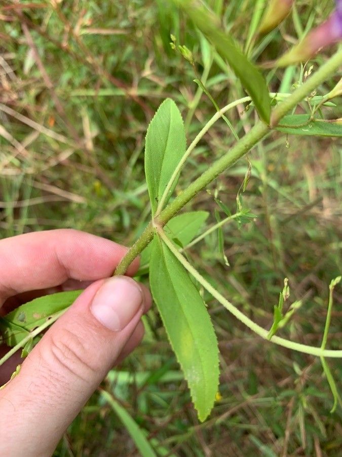 Mimulus ringens leaf