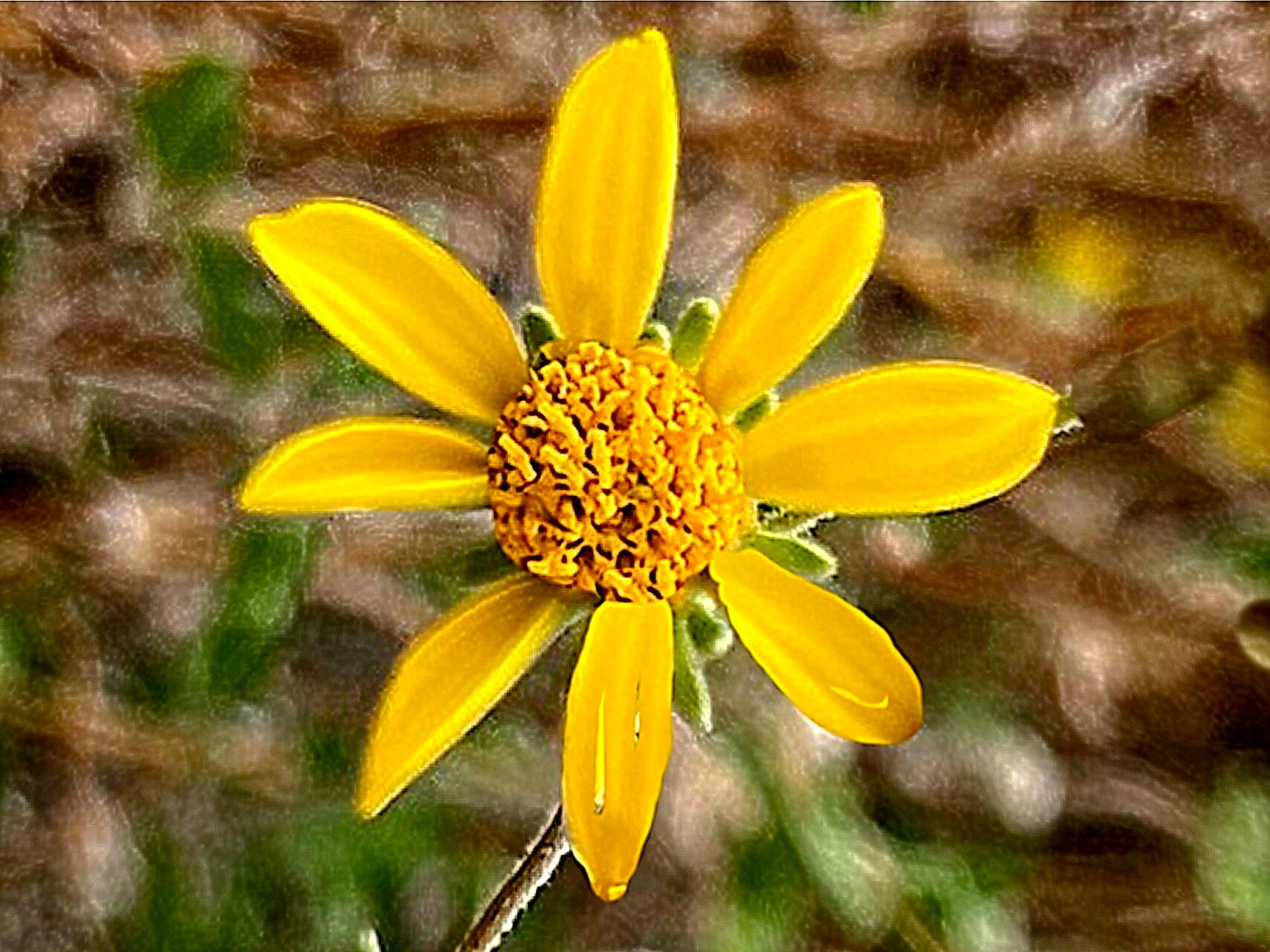 Bahiopsis parishii — houseplant care guide