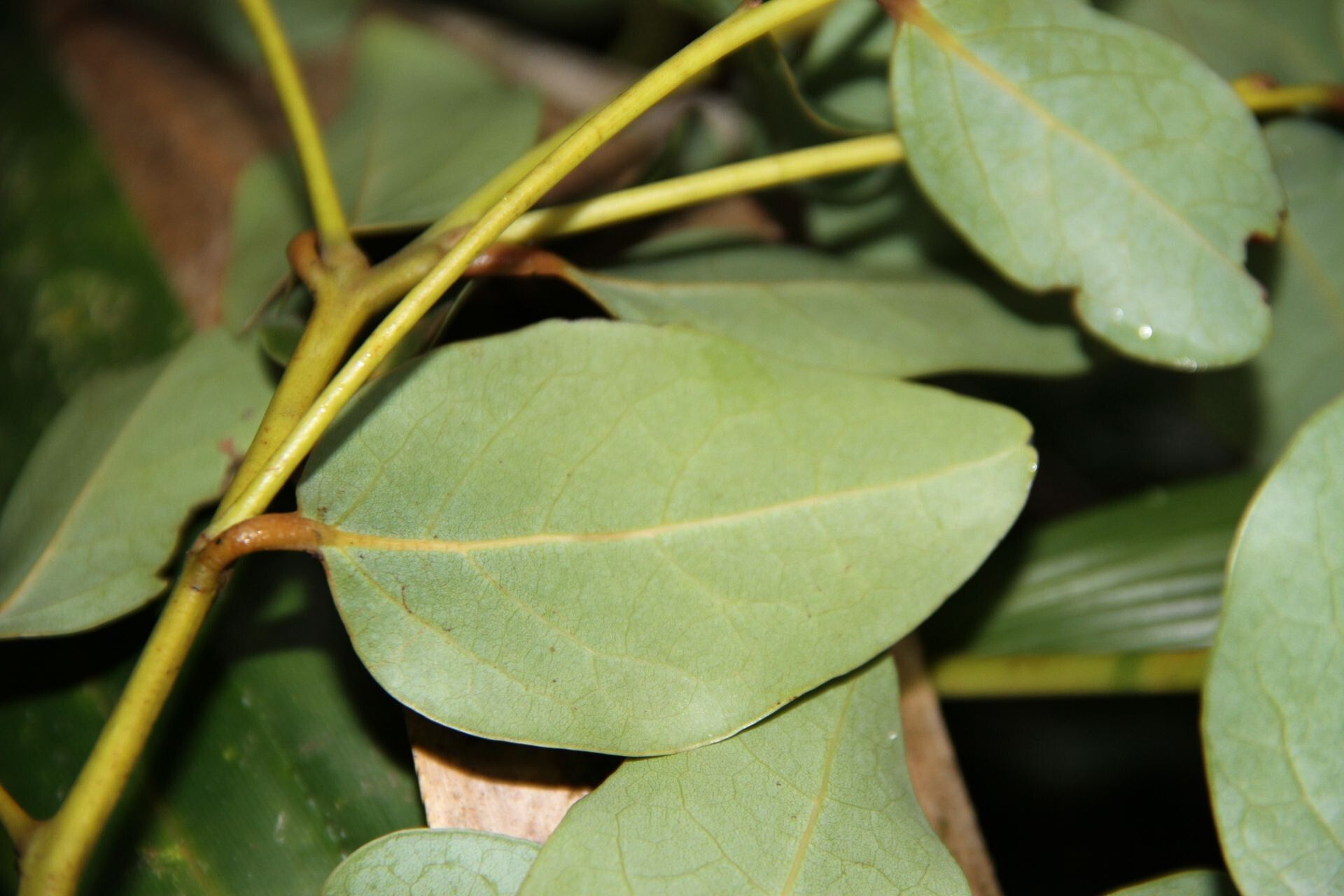 Cryptocarya gracilis — houseplant care guide