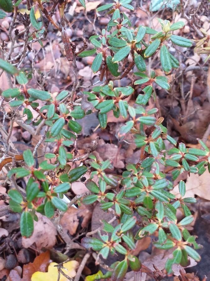 Rhododendron anthopogon — houseplant care guide