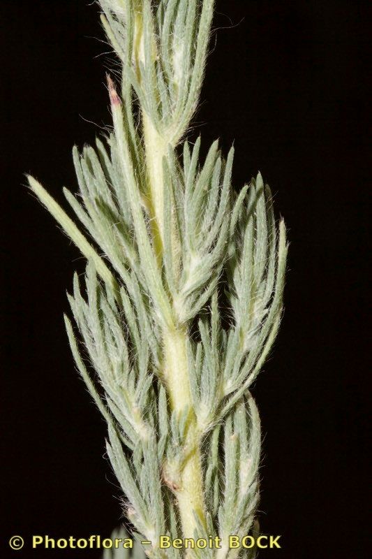Bassia laniflora leaf