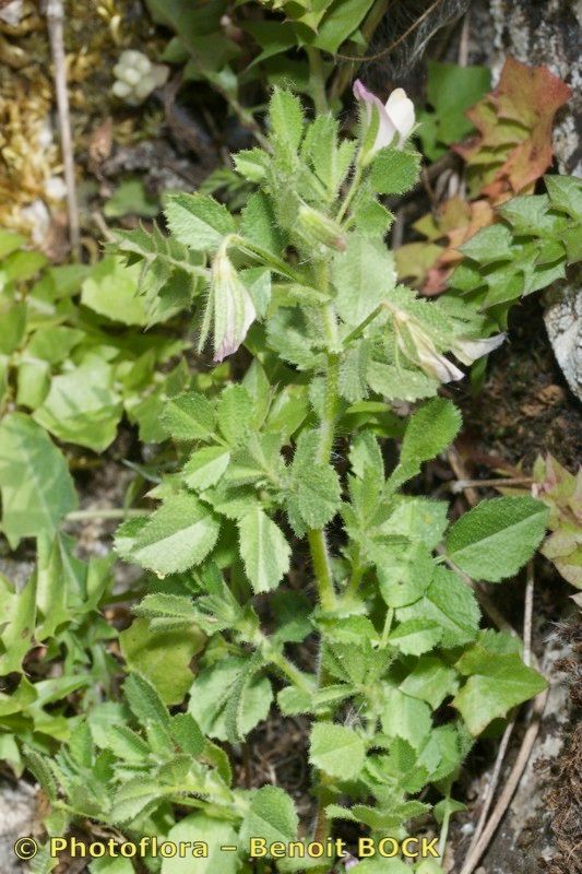 Ononis laxiflora habit