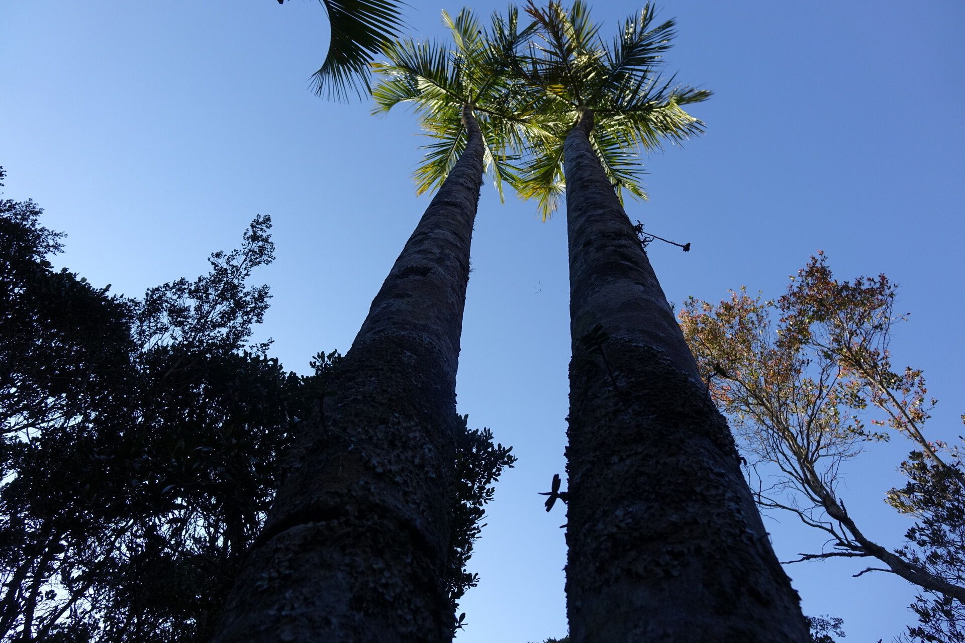 Dypsis ambositrae