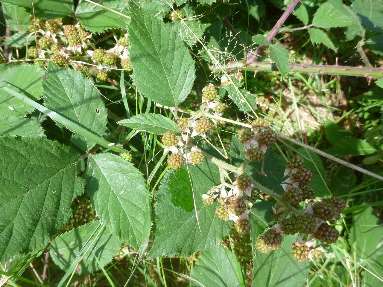 Rubus guestphalicus flower