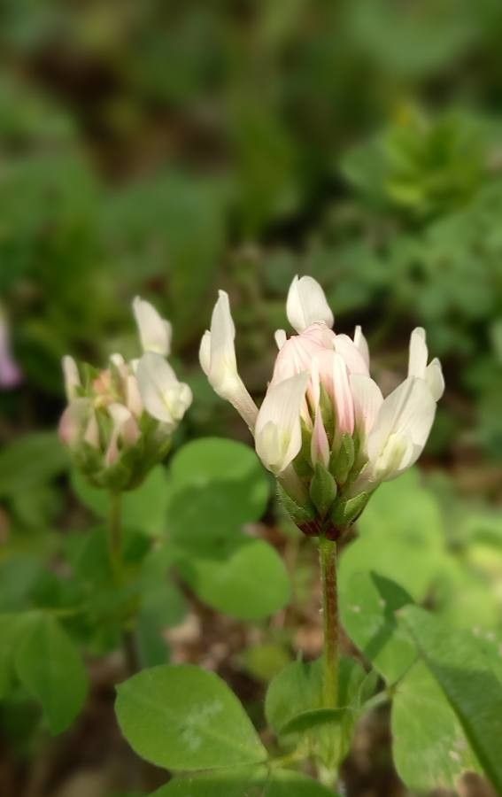 Trifolium clypeatum flower