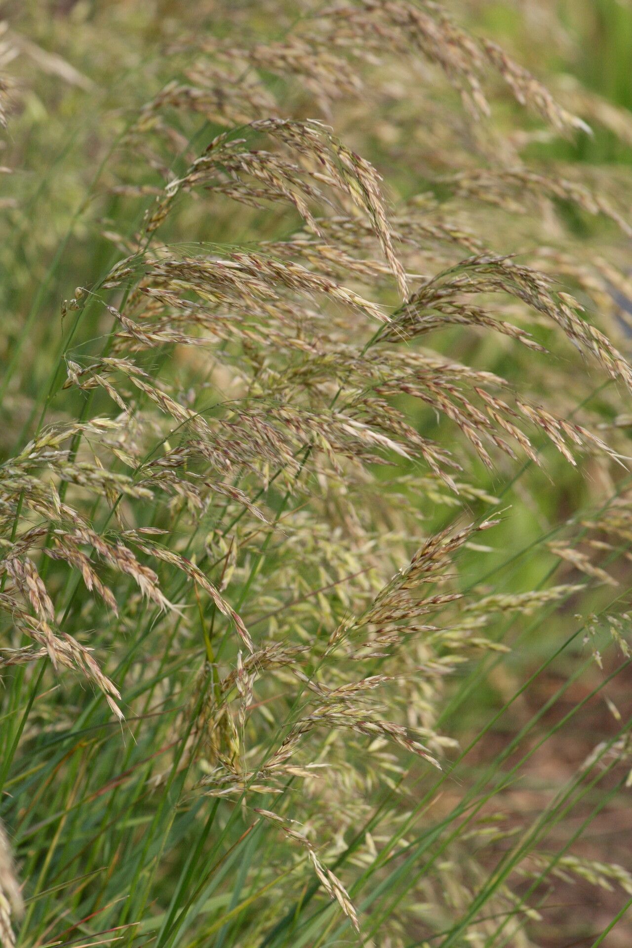 Helictotrichon decorum — related species from the same genus