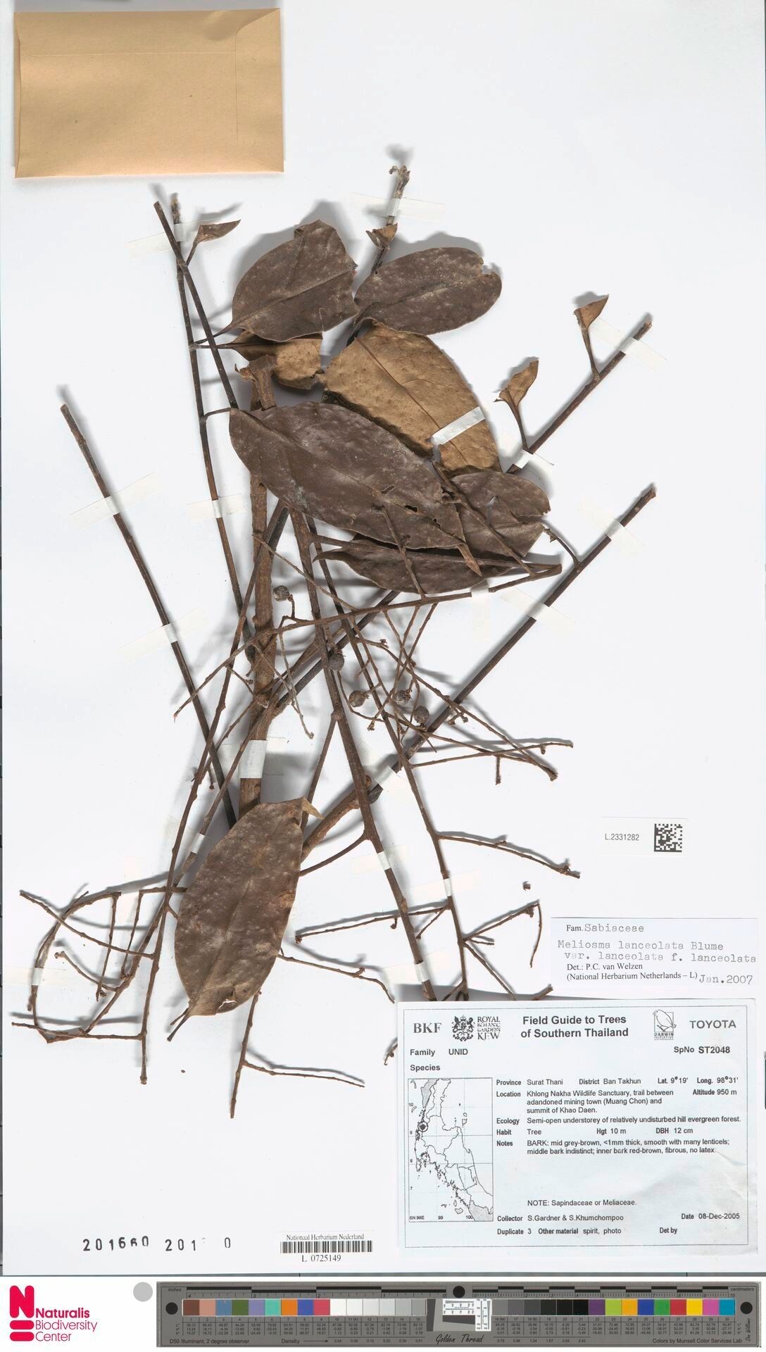 Meliosma lanceolata — houseplant care guide