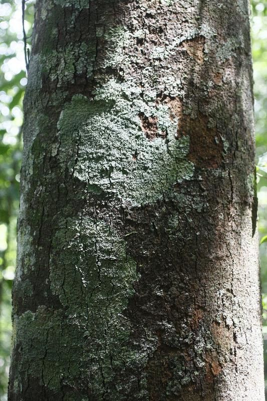 Couma guianensis bark