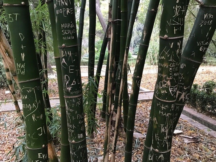 Dendrocalamus giganteus bark
