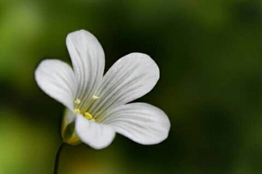 Moenchia mantica flower