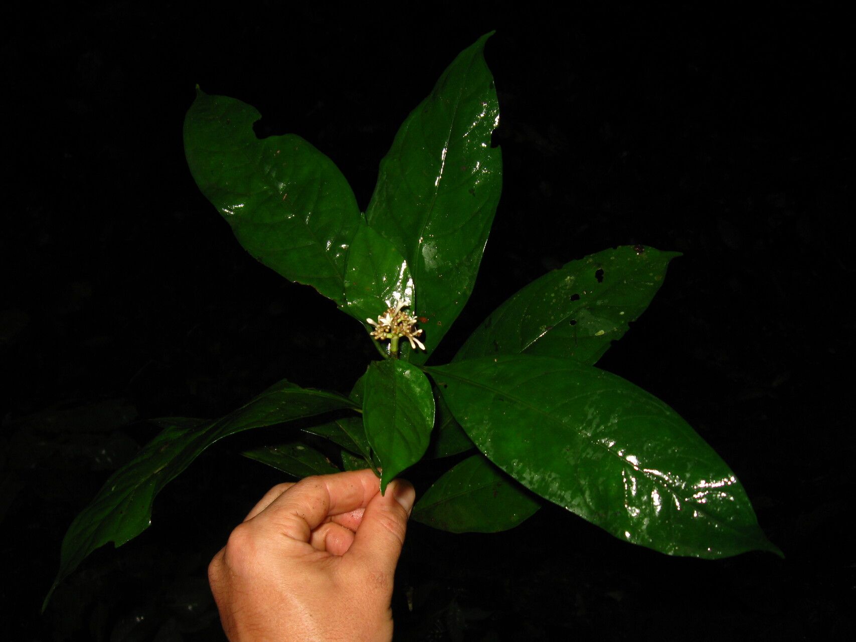 Chassalia lutescens — houseplant care guide