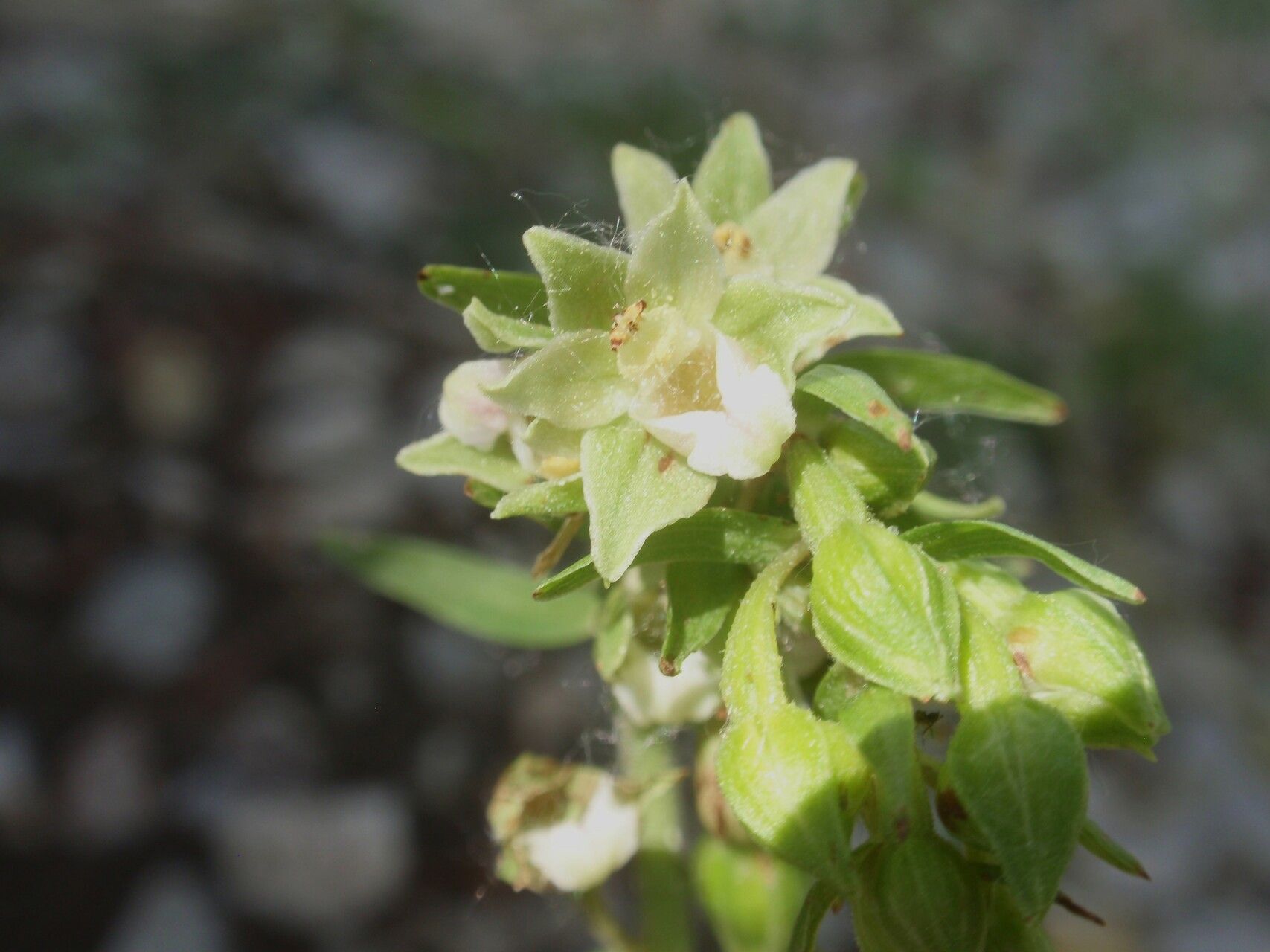 Epipactis distans — search result for 'Epipactis'