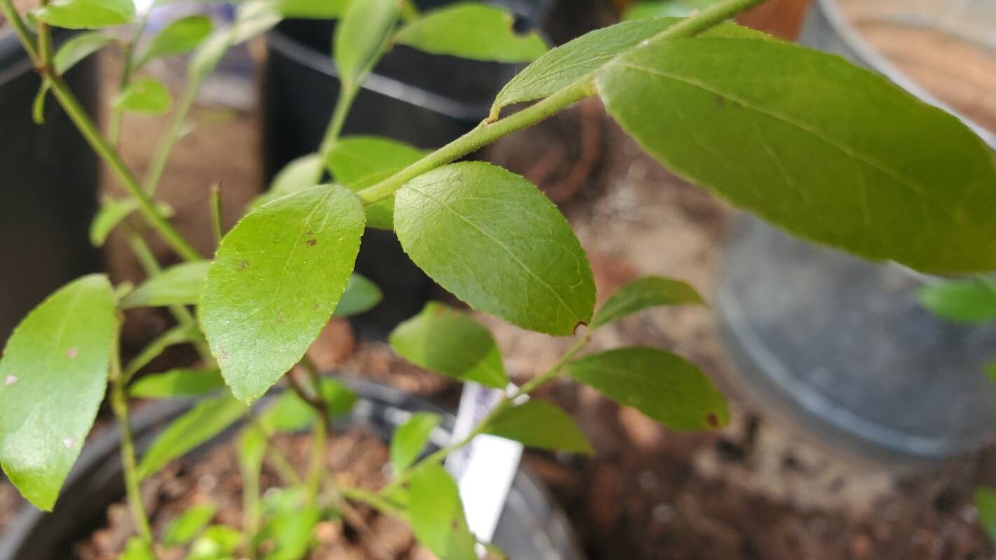 Vaccinium elliottii leaf