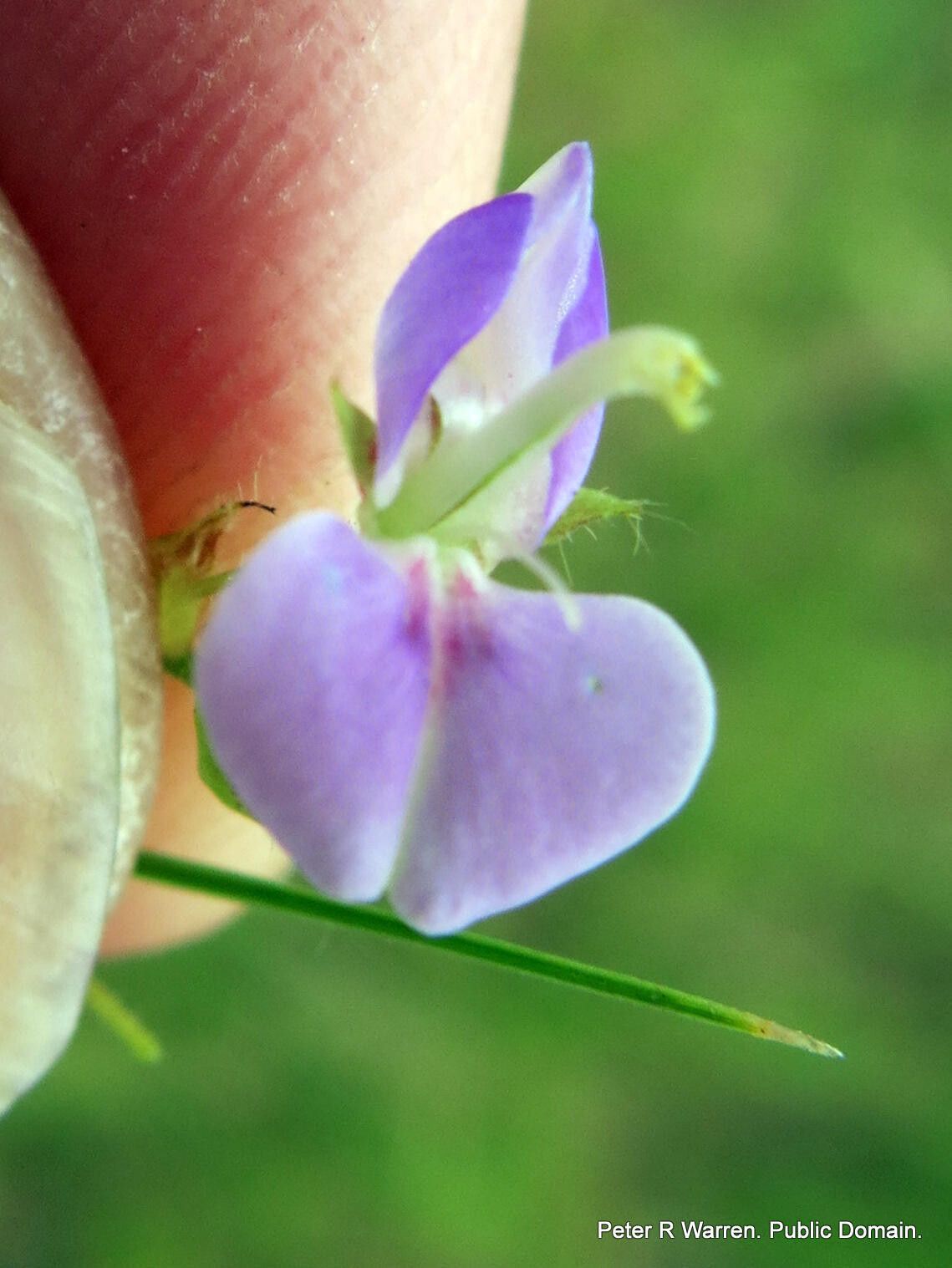 Grona setigera flower
