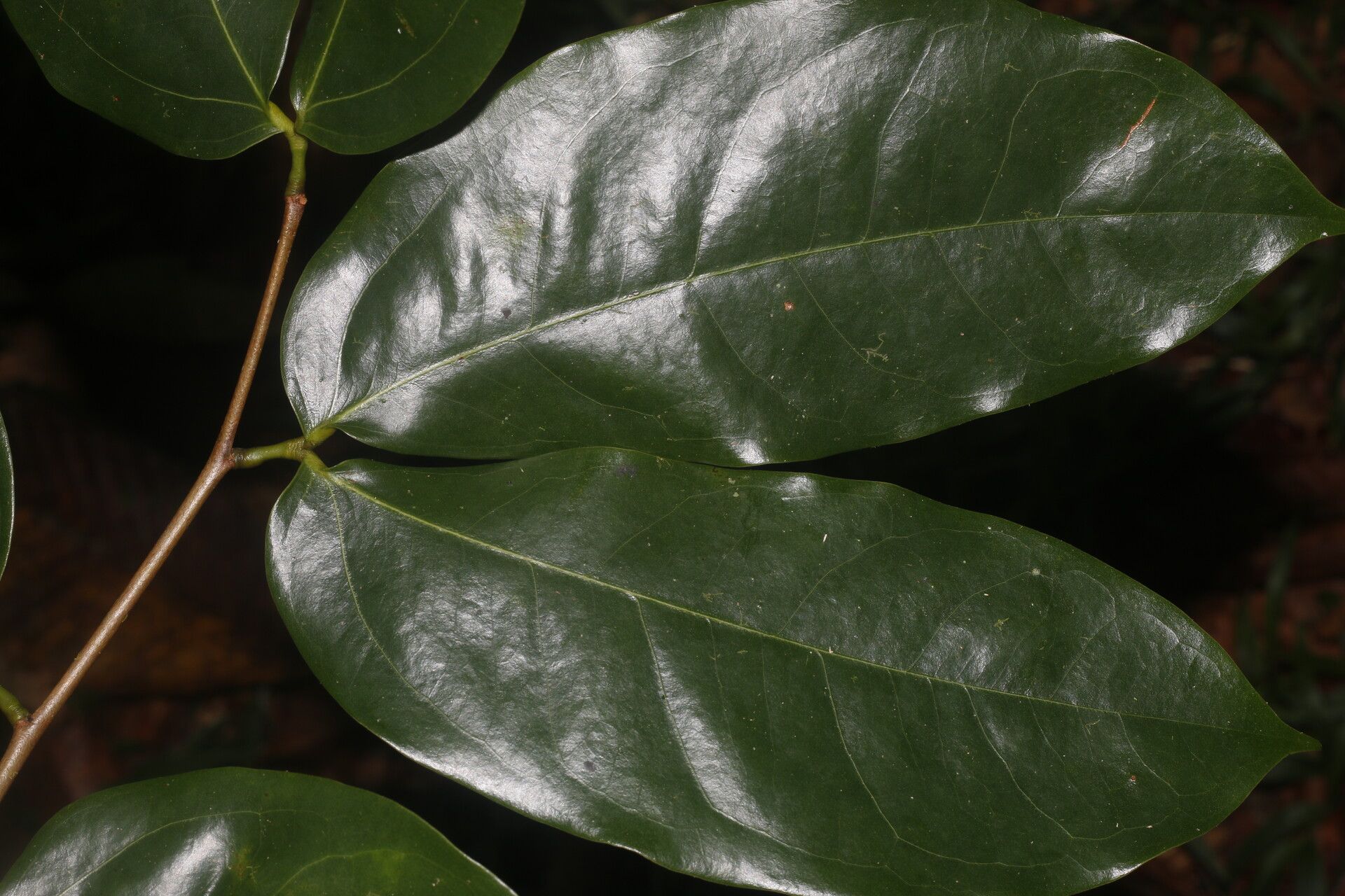 Hymenaea osanigraseminae leaf