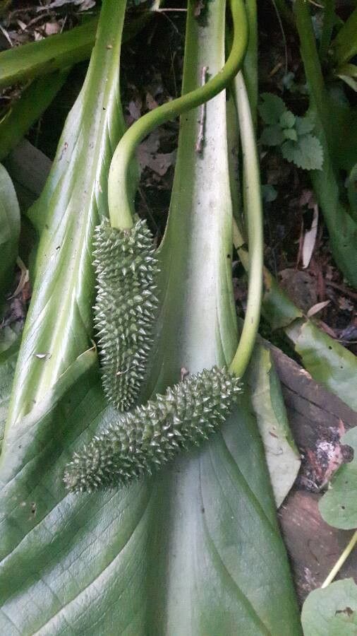 Spathiphyllum wendlandii flower