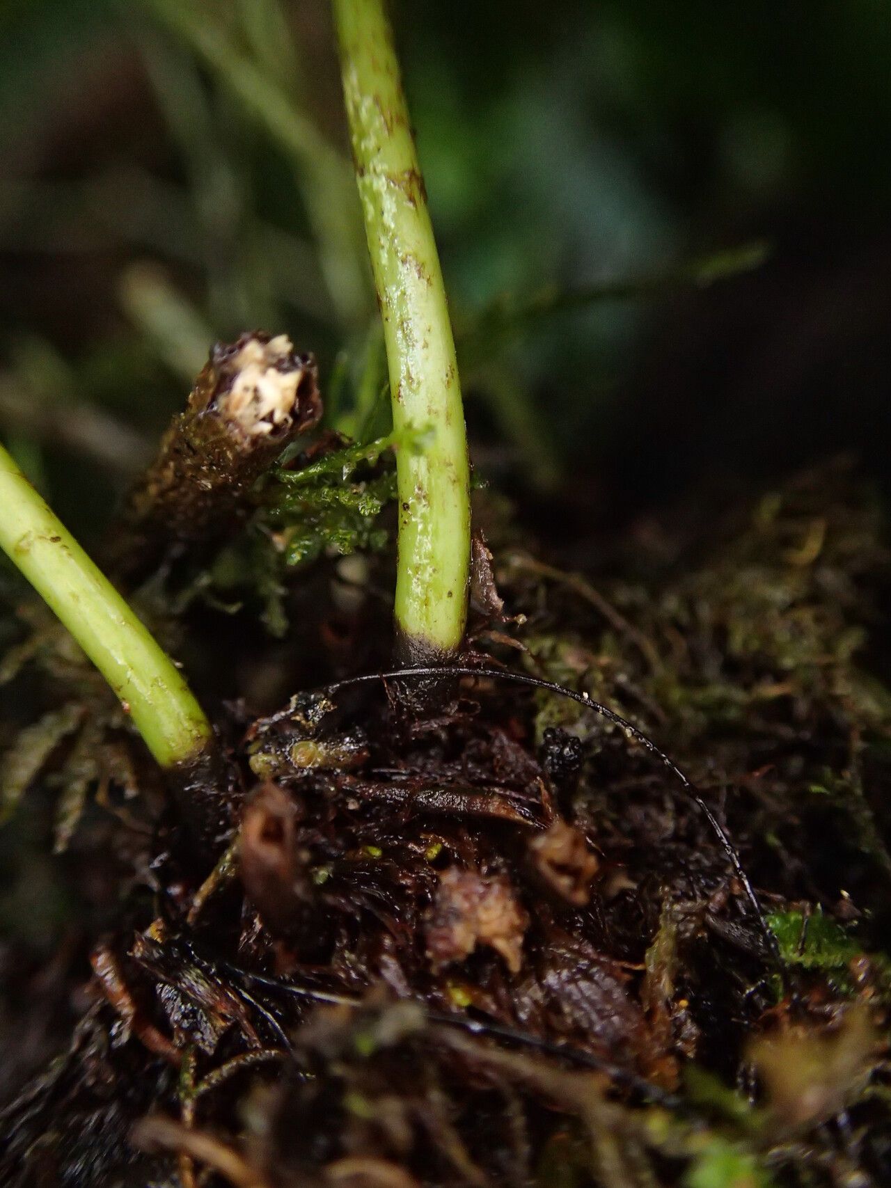 Elaphoglossum barteri other