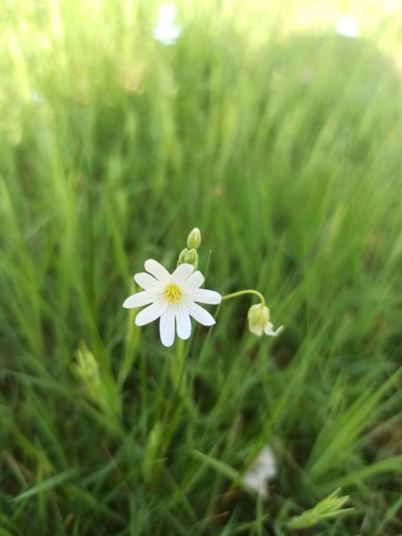 Stellaria palustris flower