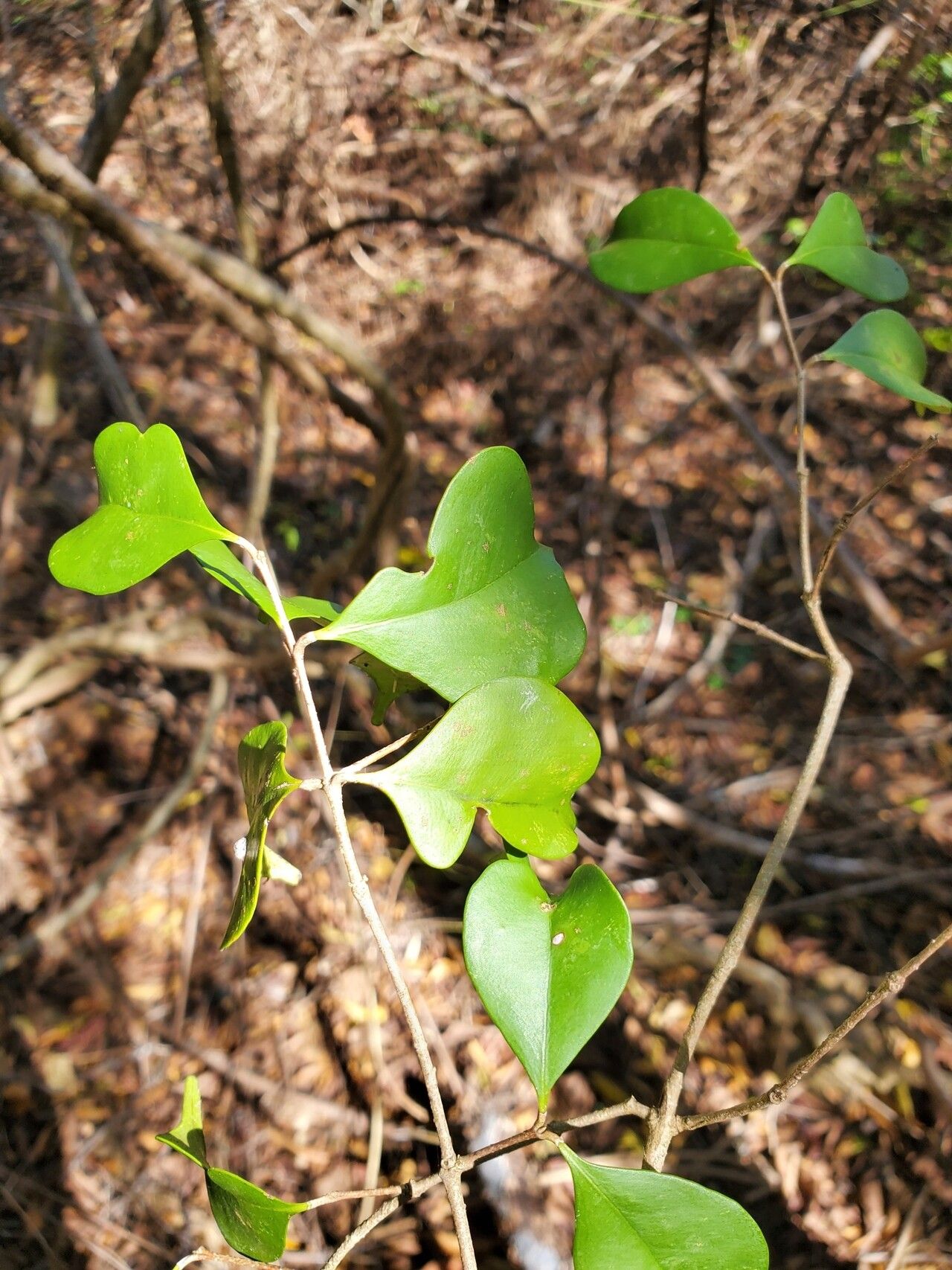 Noronhia christenseniana habit