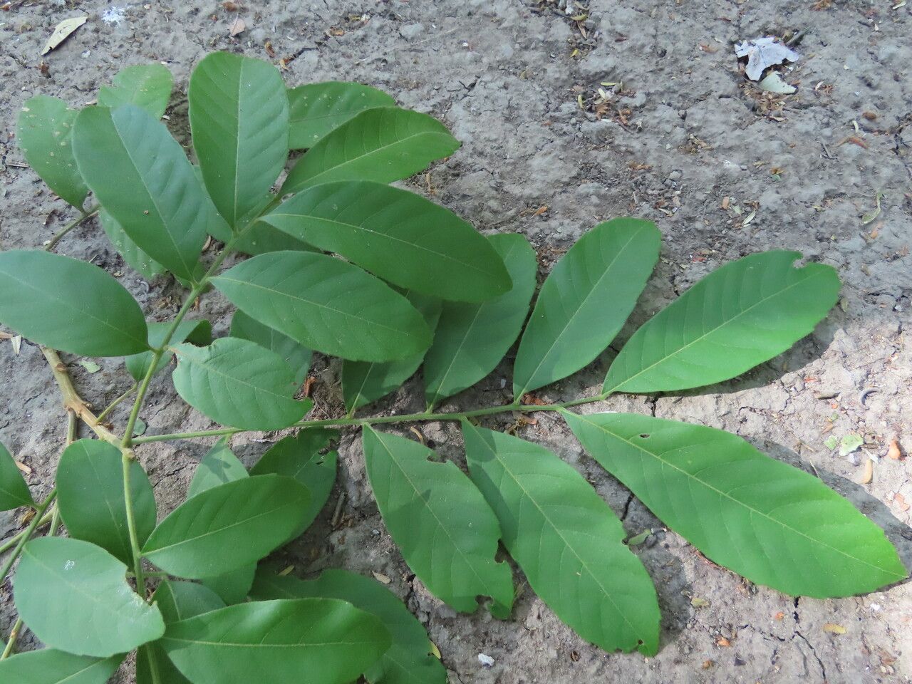 Cupania guatemalensis leaf