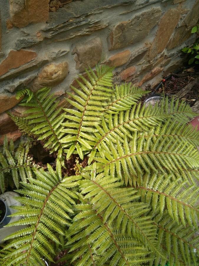 Blechnum lenormandii — houseplant care guide