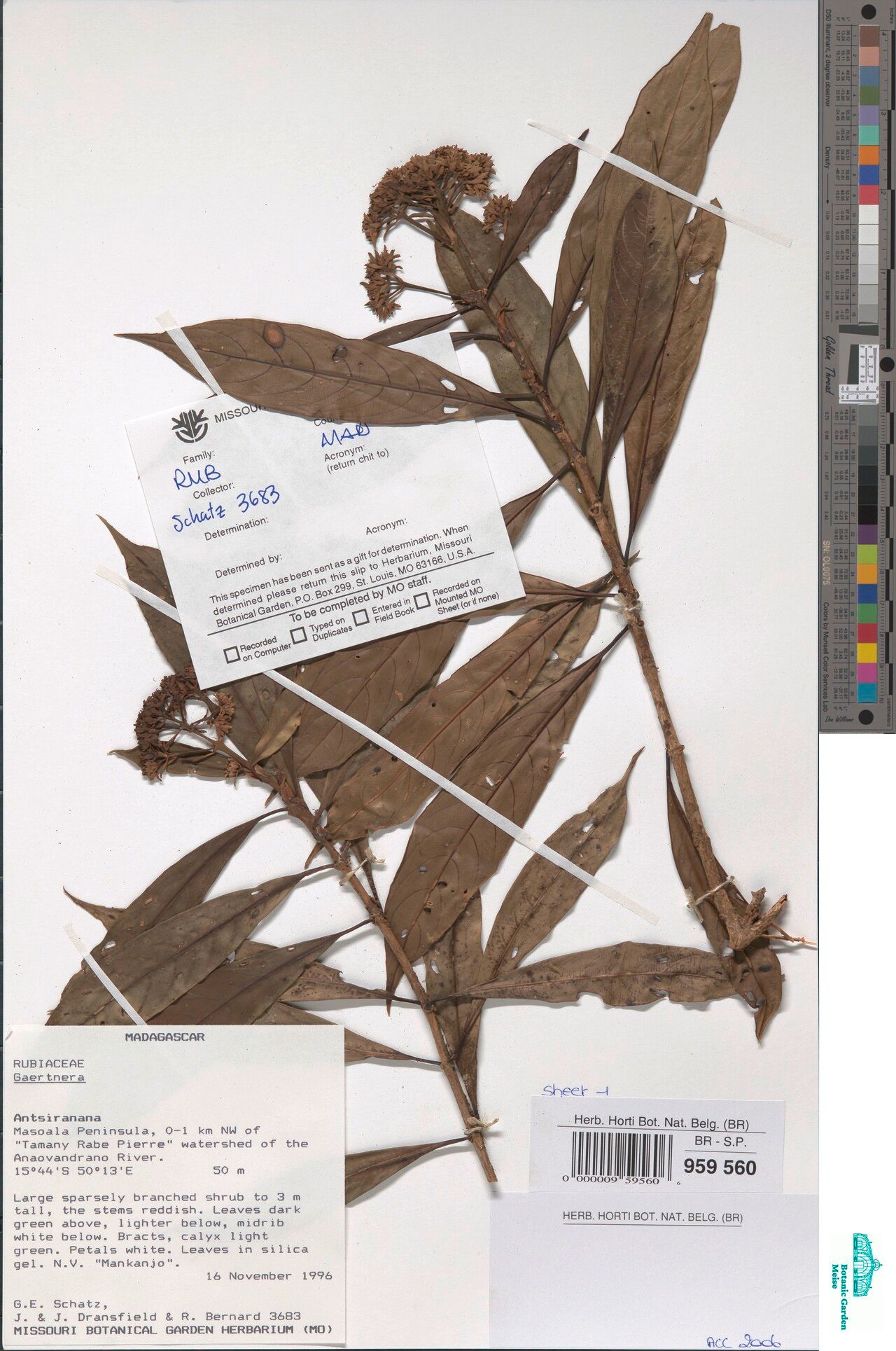 Gaertnera masoalana — houseplant care guide