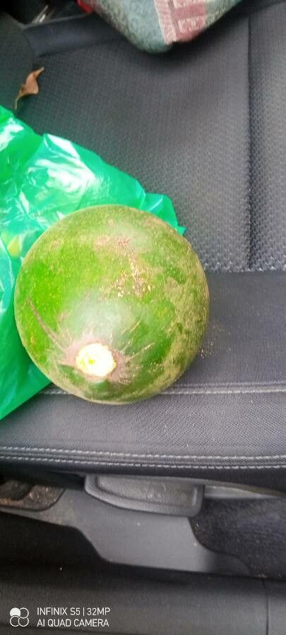 Picralima nitida fruit