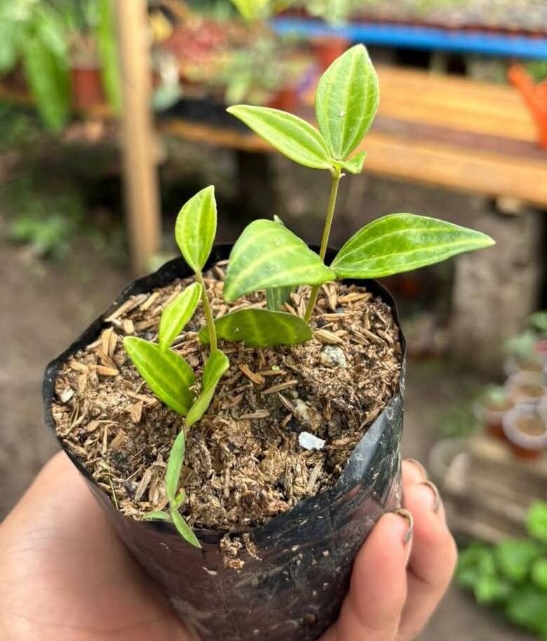 Peperomia angularis — houseplant care guide