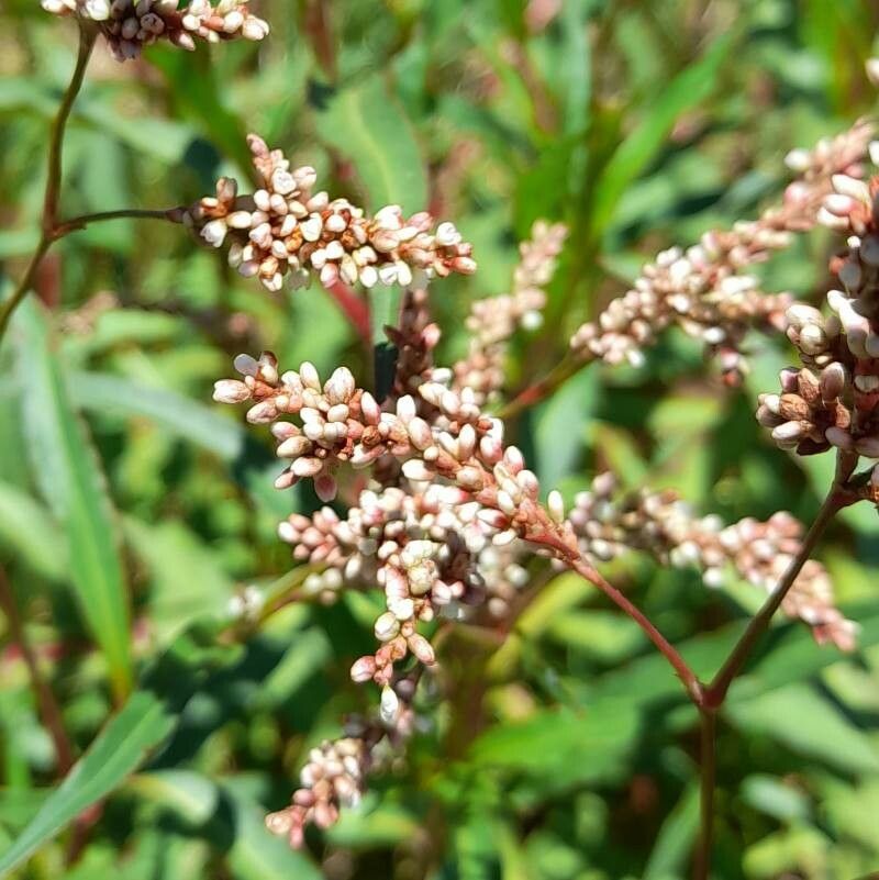 Persicaria acuminata flower