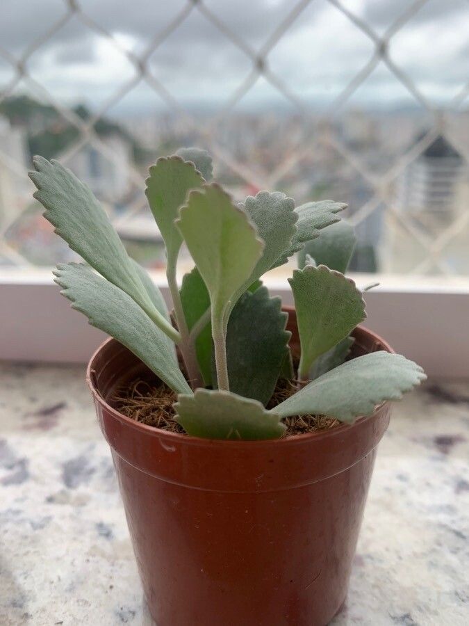 Kalanchoe pumila leaf
