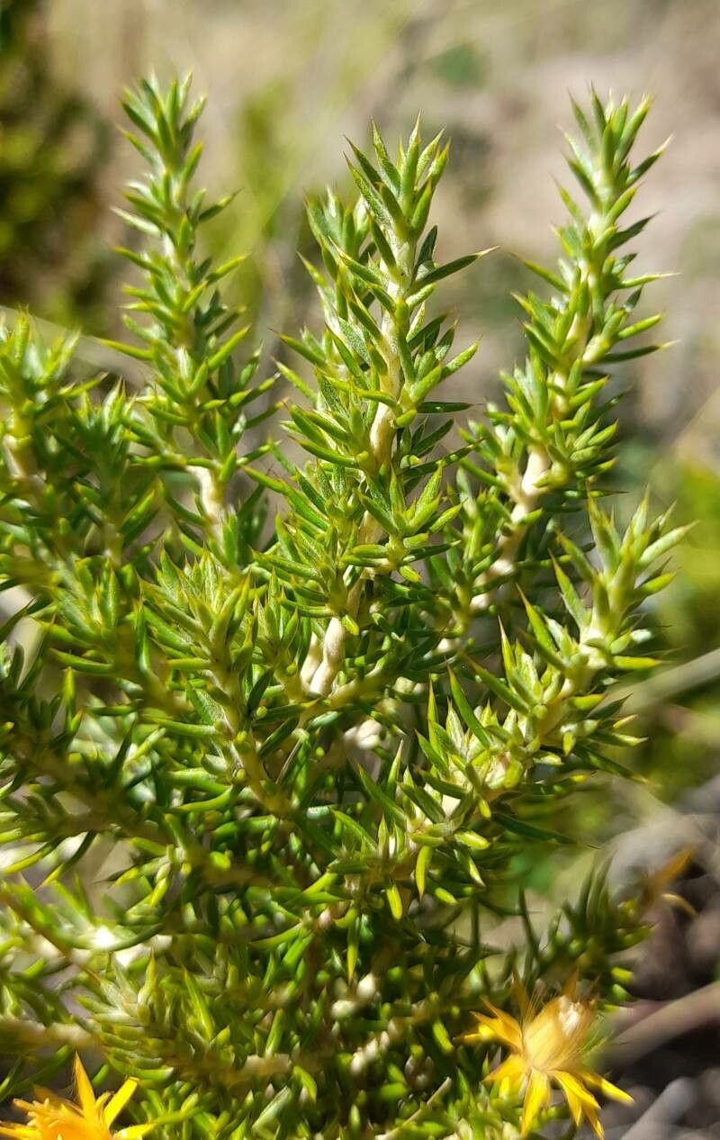 Chuquiraga erinacea — related species from the same genus