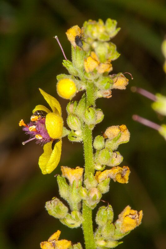 Verbascum chaixii bark