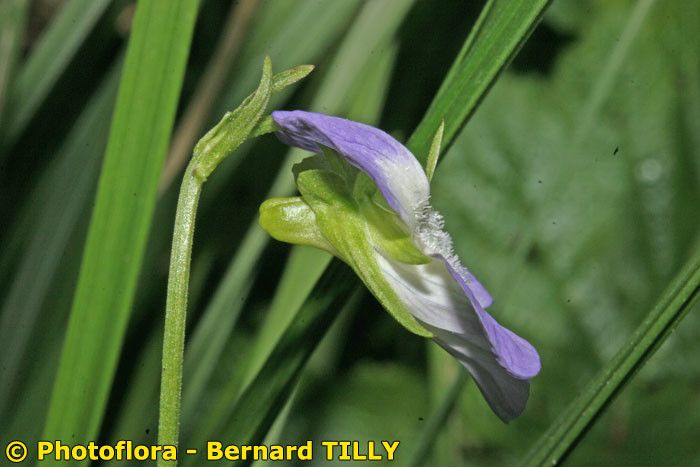 Viola persicifolia fruit