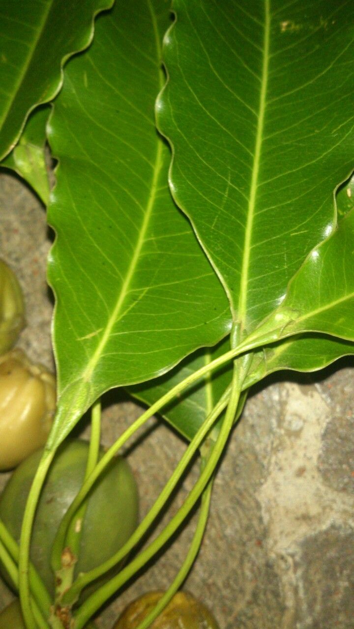 Sideroxylon capiri — related species from the same genus