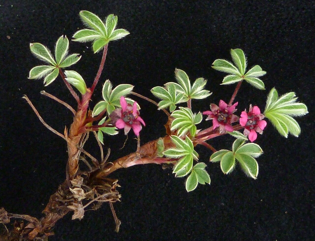 Potentilla purpurea habit