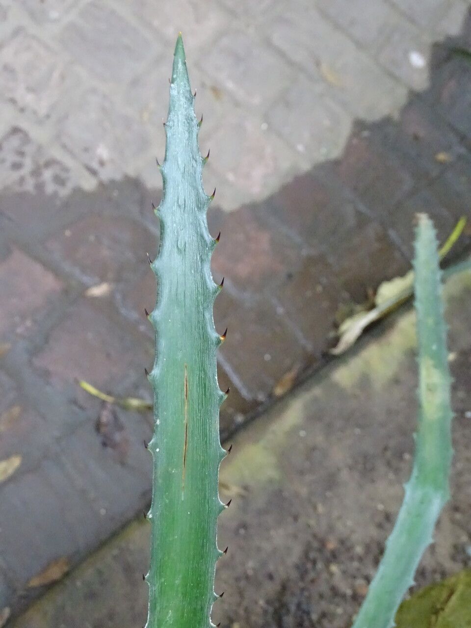 Bromelia lagopus — houseplant care guide