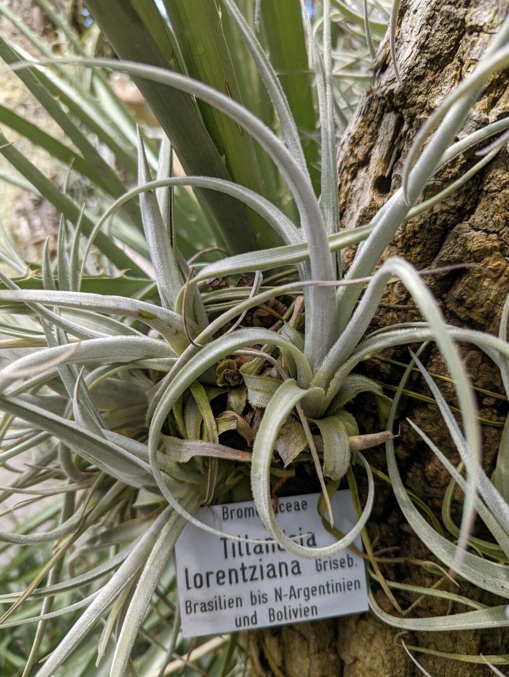Tillandsia lorentziana habit
