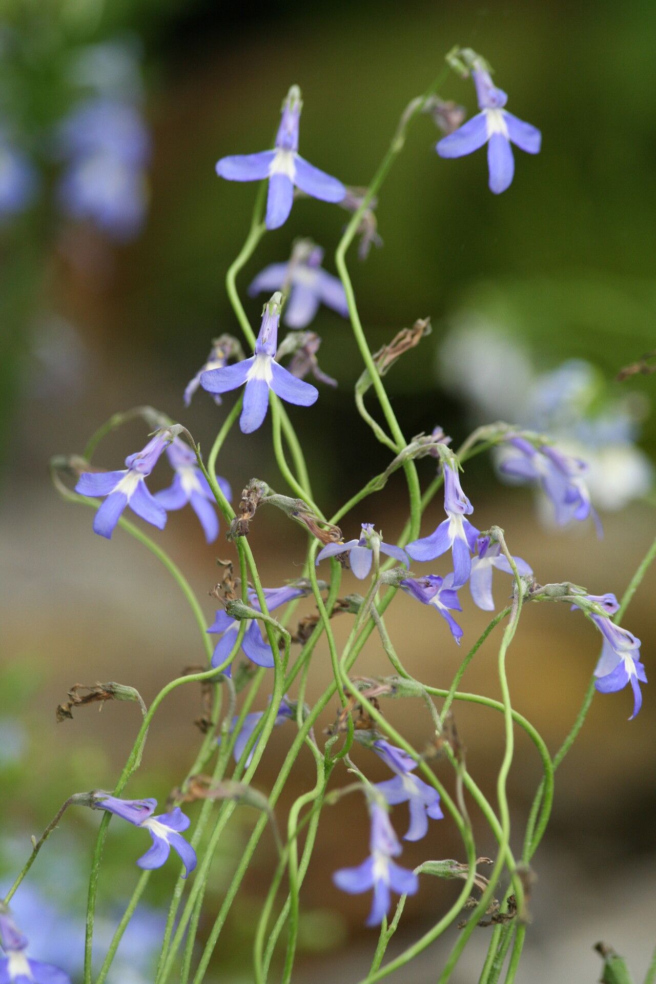 Lobelia preslii — houseplant care guide